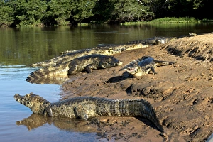 Brazilian Reptiles Prints: Spectacled caimans by a river