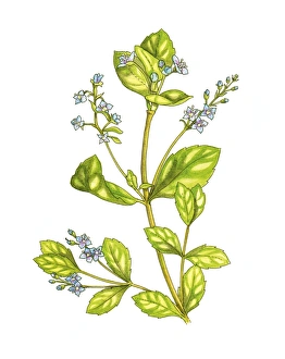 Watercolor Botanicals Prints: Speedwell (Veronica beccabunga), artwork C016 / 3408