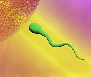 Sperm and egg Sperm and egg