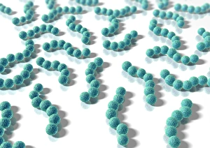Prints of Spherical bacteria. Computer artwork of chains of spherical bacteria (cocci). Typical cocci are Staphylococcus and Streptococcus bacteria, though there are many others as well Images Dated 2006 July: Spherical Bacteria Print
