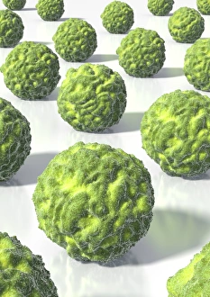 Cocci Bacteria Prints: Spherical bacteria, artwork