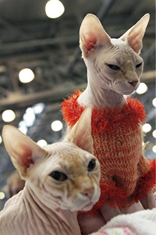 Hairless Cat Breeds Prints: Sphynx cats