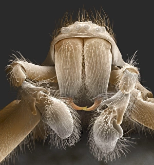 Spider mouthparts, SEM Z430/0436 Spider mouthparts, SEM Z430/0436