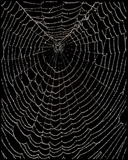 Spiders web covered in water droplets Spiders web covered in water droplets