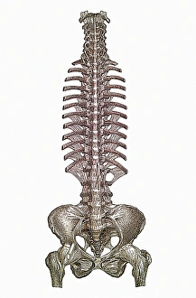 Human Spine Anatomy Prints: Spinal column