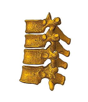 Prints of Spinal vertebrae. Historical artwork of vertebrae (spinal bones) seen from the side. The rear of the spine is at right. Four vertebrae are seen here Images Dated 2005 December: Spinal Vertebrae Print