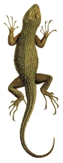 Images Dated 4th July 2013: Spiny lizard Print (Sceloporus asper)