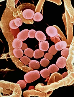 Spiral spore chain of Streptomyces bacteria Spiral spore chain of Streptomyces bacteria