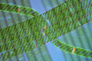 Polarised Light Micrograph Prints: Spirogyra algae, light micrograph C016 / 9592