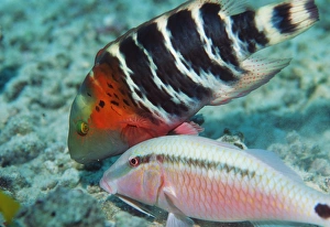 Splendour wrasse and longbarbel goatfish Splendour wrasse and longbarbel goatfish