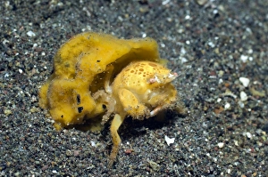 Indonesian Ocean Creatures Prints: Sponge crab