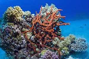 Coral Reef Ecosystem Prints: Sponge on a reef