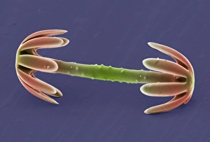 Sponge spicule, SEM Sponge spicule, SEM