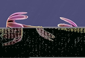 Print of a single Sponge spicule, SEM