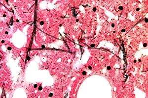 Prints of Sponge tissue. Light micrograph of a section through the body of the elephant-hide sponge (Pachymatisma johnstonia) Images Dated 2008 November: Print of Sponge Tissue, Light Micrograph
