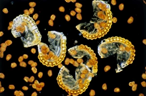 Sporangia and spores of the male fern Sporangia and spores of the male fern
