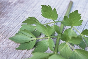 Lovage Plant Prints: Sprig of lovage