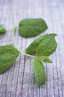 Mint Plant Prints: Sprig of mint