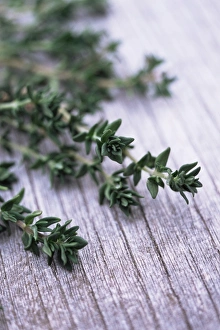 Thyme Plant Prints: Sprigs of thyme