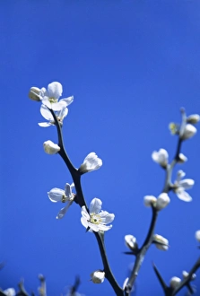 Spring Flowering Trees Prints: Spring blossom