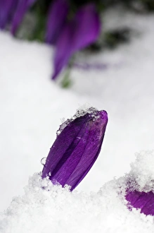 Crocus In Snow Prints: Spring crocus (Crocus vernus)