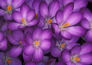 Spring Flowering Bulbs Prints: Spring crocuses (Crocus vernus)