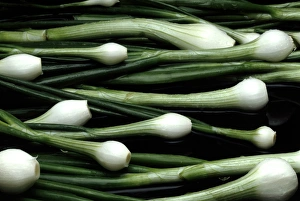 Prints of Spring onions (Allium cepa). These vegetables can be eaten raw in salads or cooked. They are rich in vitamins and minerals Images Dated 2004 February: Spring Onions Print