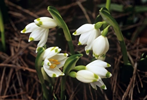 Leucojum Vernum Images Prints: Spring snowflake flowers