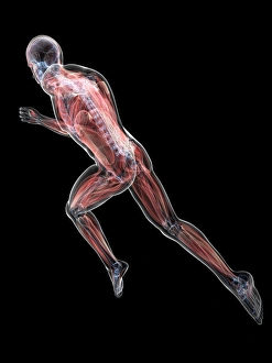 Central Nervous System Diagram Prints: Sprinter, artwork