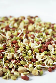 Prints of Sprouting beans. Sprouted adzuki beans, mung beans, green lentils and chickpeas. Sprouted pulses and seeds are highly nutritious, containing calcium, niacin, B vitamins and minerals Images Dated 2006 May: Sprouted Beans Print