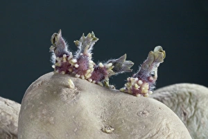 Solanum Tuberosum Prints: Sprouting potato