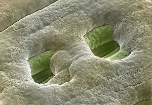 Spruce needle stomata Spruce needle stomata