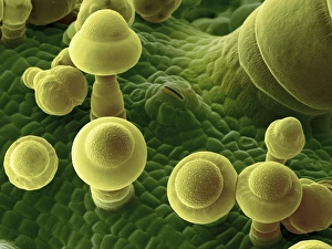 Prints of Squash leaf. Coloured scanning electron micrograph (SEM) of the lower surface of a squash (Curcubita maxima) leaf, showing trichomes (mushroom-shaped) and a stoma (slit, upper centre) Images Dated 2013 August: Squash Leaf Print, SEM