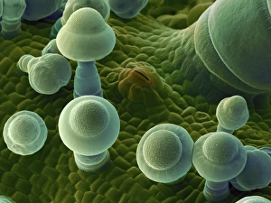Guard Cells Function Prints: Squash leaf, SEM C016 / 9464