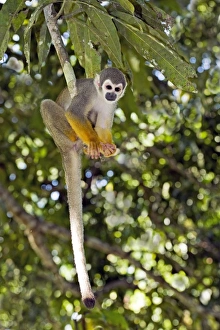 Tropical Forest Animals Prints: Squirrel monkey