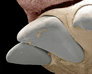 Images Dated 31st March 2012: Squirrel Monkey Incisor Print, SEM Image