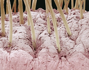 Coloured Scanning Electron Micrograph SEM Prints: Squirrel monkey lip, SEM