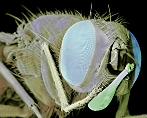 Stable fly, SEM Stable fly, SEM