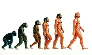 Scientific Posters: Human Evolution Print: A visual representation of human development stages