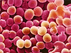 SEM Prints: Coloured Scanning Electron Micrograph Print of Staphylococcus aureus Bacteria