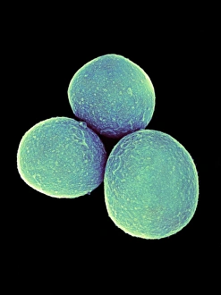 SEM Images Of Bacteria Prints: Staphylococcus aureus bacteria, SEM