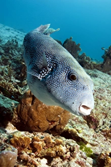 Coral Reef Ecosystem Photos Prints: Star puffer