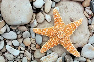 Images Dated 2010: Starfish Print