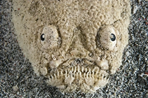 Indonesian Ocean Creatures Prints: Stargazer fish
