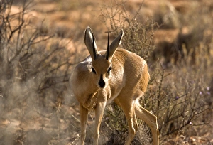 Kalahari Gemsbok National Park Prints: Steenbok
