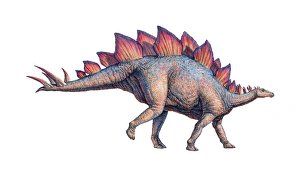 Stegosaurus dinosaur Stegosaurus dinosaur