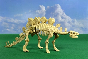 Prints of Stegosaurus dinosaur skeleton. Model of a stegosaurus skeleton, a herbivorous dinosaur. It was about 9 metres long and 2.75 metres tall, and weighed about 3 tonnes Images Dated 2006 August: Stegosaurus Skeleton Print