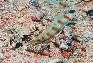 Steinitzs shrimp-goby and shrimp Steinitzs shrimp-goby and shrimp