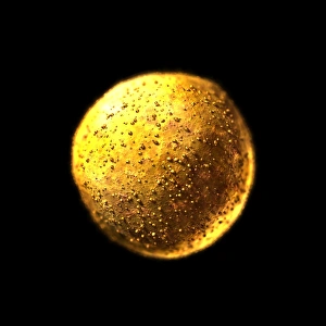 Stem Cell Research Prints: Stem cell