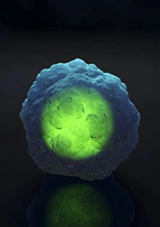 Prints of Stem cell with a glowing nucleus, computer artwork. A stem cell is an undifferentiated cell that can produce other types of cell when it divides Images Dated 2009 May: Stem Cell Print